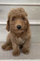 Mini Cooper , a male Miniature Goldendoodle for sale in Los Angeles, CA – 1 of 2