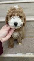 Mini Mochi, a male Miniature Goldendoodle for sale in Los Angeles, CA – 2 of 3
