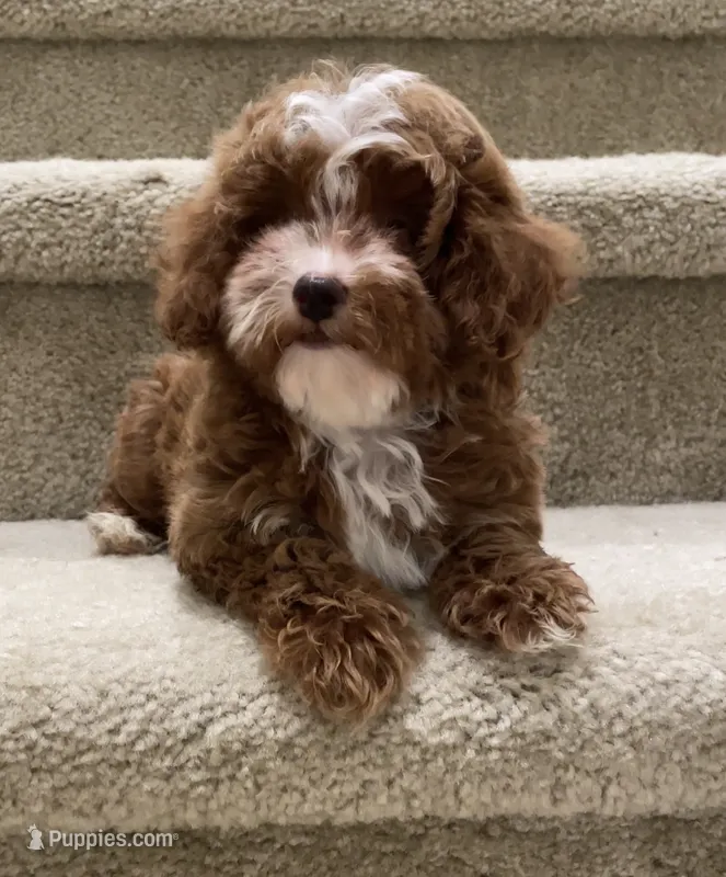 Toy Cookie – Cavapoo puppy for sale in Los Angeles, CA