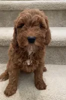 Mini Rosie, a female Miniature Goldendoodle for sale in Los Angeles, CA – Photo 2 of 2