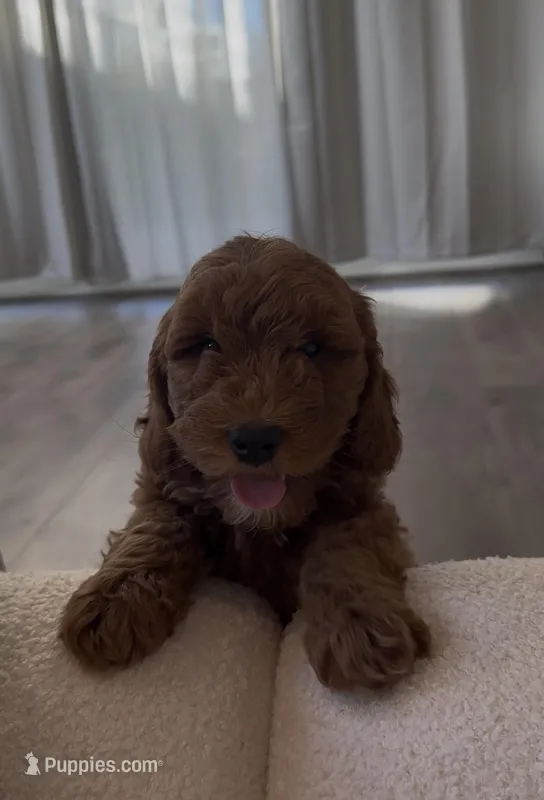 Mini Rosie – Miniature Goldendoodle puppy for sale in Los Angeles, CA