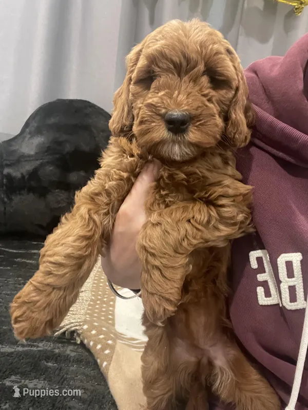 Mini Rosie – Miniature Goldendoodle puppy for sale in Los Angeles, CA