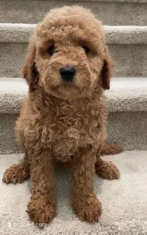 Mini Gigi – Miniature Goldendoodle puppy for sale in Los Angeles, CA