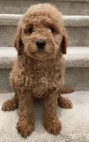 Mini Gigi, a female Miniature Goldendoodle for sale in Los Angeles, CA – Photo 1 of 2