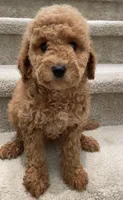 Mini Gigi, a female Miniature Goldendoodle for sale in Los Angeles, CA – Photo 2 of 2