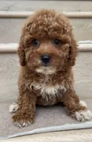 Toy Mikey , a male Poodle - Toy  for sale in Los Angeles, CA – 2 of 2
