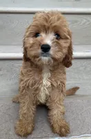 Mini Coco, a female Cavapoo for sale in Los Angeles, CA – 2 of 2