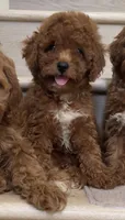 Mini Coco, a female Cavapoo for sale in Los Angeles, CA – 2 of 2