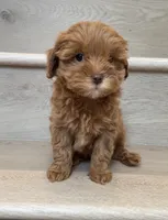 Toy Choco, a female Cavapoo for sale in Los Angeles, CA – 2 of 2