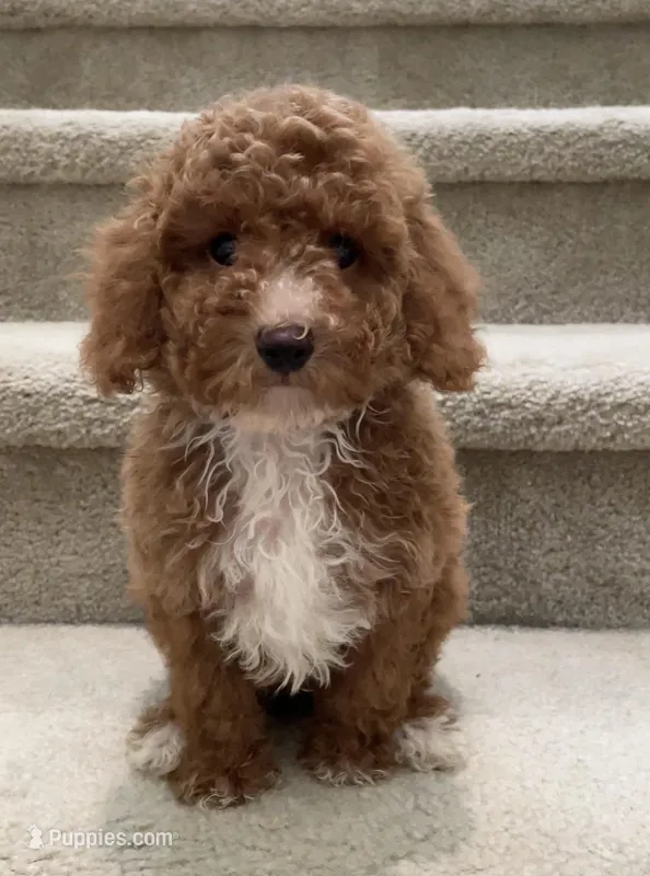 Toy Max – Maltipoo puppy for sale in Los Angeles, CA