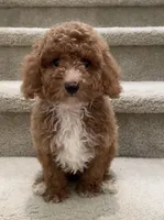 Toy Max, a male Maltipoo for sale in Los Angeles, CA – 1 of 2