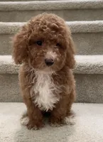 Toy Max, a male Maltipoo for sale in Los Angeles, CA – 2 of 2