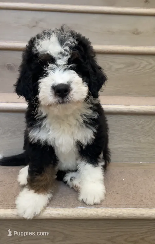 Mini Hazel – Miniature Bernedoodle puppy for sale in Los Angeles, CA