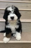 Mini Hazel, a female Miniature Bernedoodle for sale in Los Angeles, CA – 1 of 2
