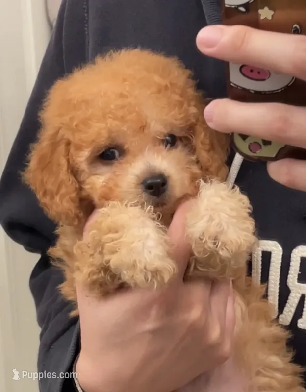 Toy Molly – Poodle - Toy  puppy for sale in Los Angeles, CA