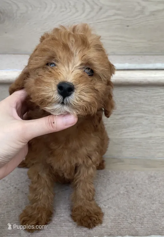 Mini Mocha – Miniature Goldendoodle puppy for sale in Los Angeles, CA
