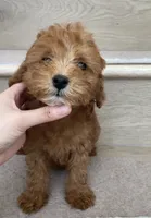 Mini Mocha, a male Miniature Goldendoodle for sale in Los Angeles, CA – 1 of 2