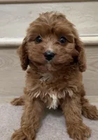 Mini Cici, a female Cavapoo for sale in Los Angeles, CA – 2 of 2