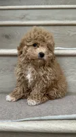 Mini Betty, a female Maltipoo and Bichpoo for sale in Los Angeles, CA – 2 of 4