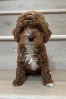 Mini Toy Coco, a female Cavapoo for sale in Los Angeles, CA – 2 of 2