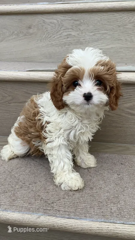 Mini Coco – Cavapoo puppy for sale in Los Angeles, CA