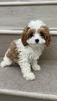 Mini Coco, a female Cavapoo for sale in Los Angeles, CA – 1 of 3