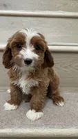 Mini Cody, a male Cavapoo for sale in Los Angeles, CA – 2 of 2