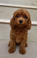 Mini Toy, a female Cockapoo for sale in Los Angeles, CA – 1 of 2