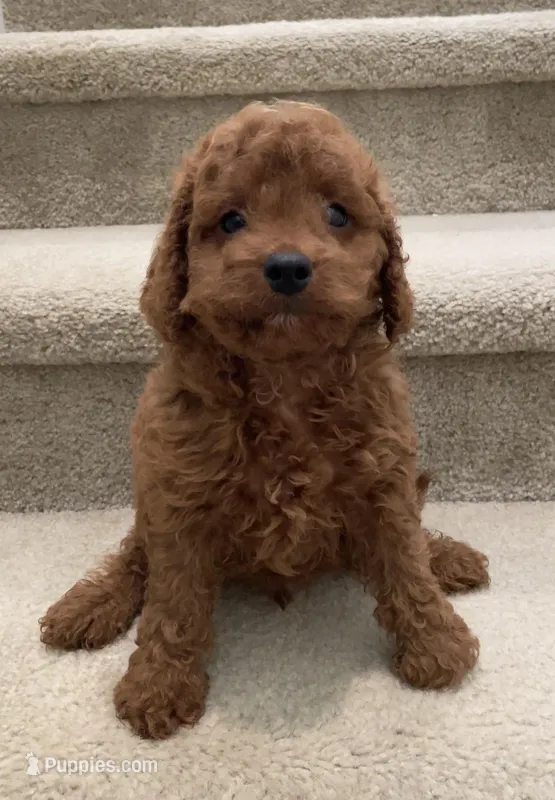 Mini Coke – Cavapoo puppy for sale in Los Angeles, CA
