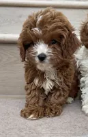 Mini Toy Choco, a male Cavapoo for sale in Los Angeles, CA – 3 of 3