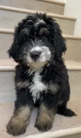 Mini Cooper, a male Miniature Bernedoodle for sale in Los Angeles, CA – 2 of 2