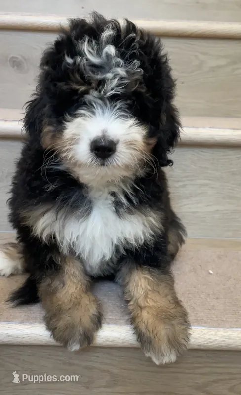 Mini Coco – Miniature Bernedoodle puppy for sale in Los Angeles, CA