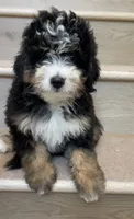 Mini Coco, a female Miniature Bernedoodle for sale in Los Angeles, CA – 1 of 2