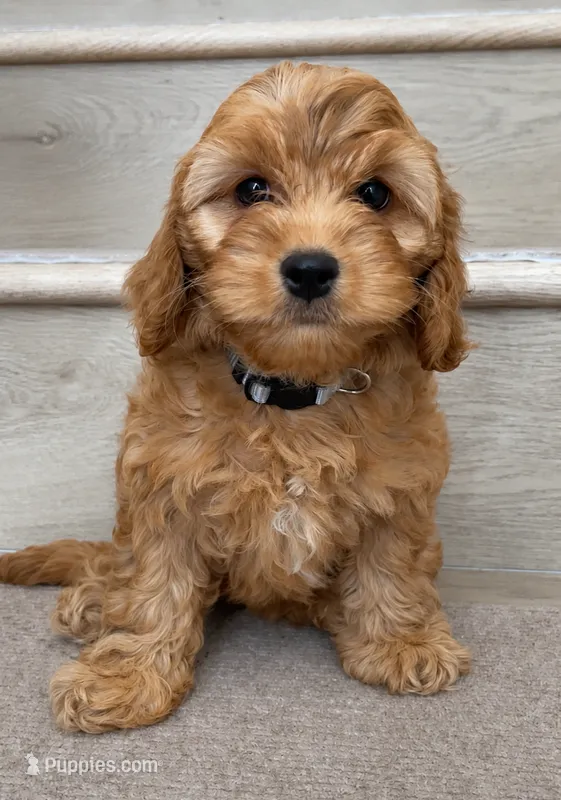 Mini Toy Coco – Cockapoo puppy for sale in Los Angeles, CA