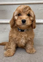 Mini Toy Coco, a female Cockapoo for sale in Los Angeles, CA – 1 of 2