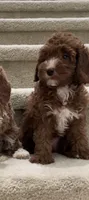Toy mini Churro, a male Cavapoo for sale in Los Angeles, CA – 2 of 2
