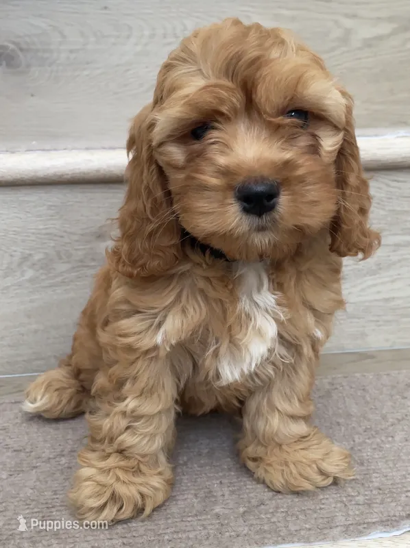 Mini Toy Cici – Cockapoo puppy for sale in Los Angeles, CA