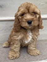 Mini Toy Cici, a female Cockapoo for sale in Los Angeles, CA – 1 of 2