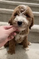Mini Bunny, a female Miniature Goldendoodle for sale in Los Angeles, CA – Photo 2 of 2