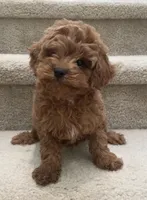 Toy mini Machi, a male Cockapoo for sale in Los Angeles, CA – Photo 2 of 2