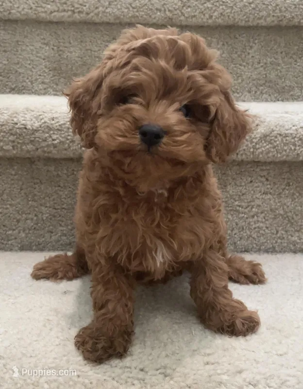 Toy mini Machi, a male Cockapoo for sale in Los Angeles, CA – Photo 1 of 2