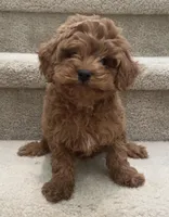 Toy mini Machi, a male Cockapoo for sale in Los Angeles, CA – Photo 1 of 2