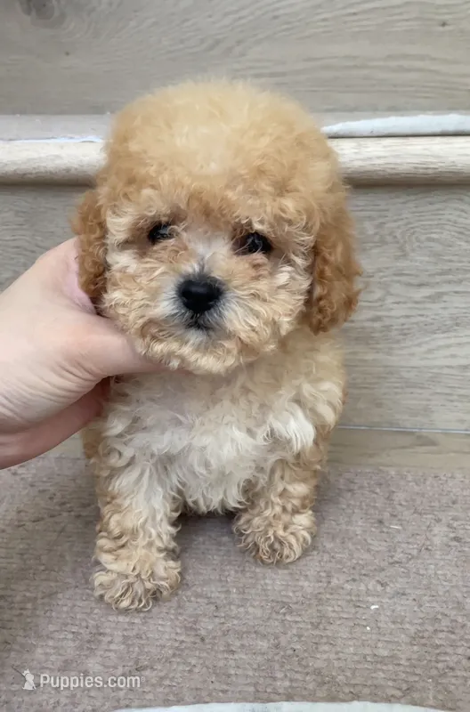 Toy Mochi – Poodle - Toy  puppy for sale in Los Angeles, CA