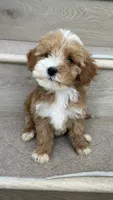 Mini Momo, a female Miniature Goldendoodle for sale in Los Angeles, CA – 4 of 4