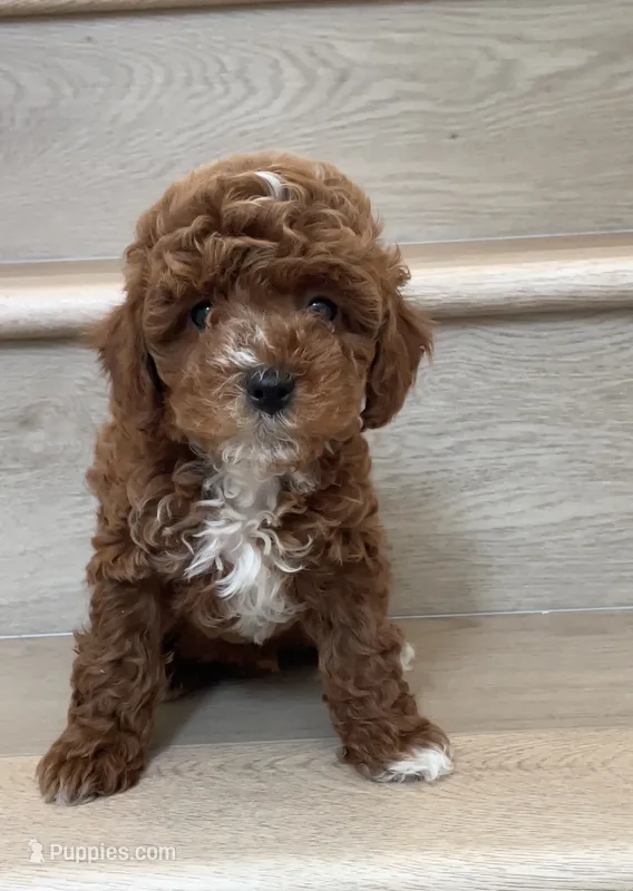 Mini Toy Coco – Cavapoo puppy for sale in Los Angeles, CA