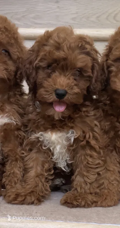 Mini Cooper  – Cavapoo puppy for sale in Los Angeles, CA