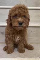 Mini Coffee, a male Cavapoo for sale in Los Angeles, CA – 2 of 2