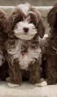 Toy Cody, a male Cavapoo for sale in Los Angeles, CA – 2 of 2