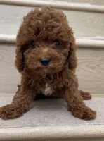 Mini Coke, a male Cavapoo for sale in Los Angeles, CA – 2 of 2