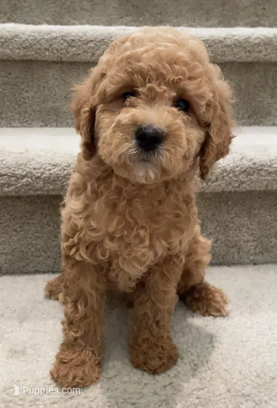 Mini Goldie – Miniature Goldendoodle puppy for sale in Los Angeles, CA
